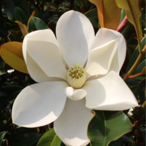 Southern Magnolia