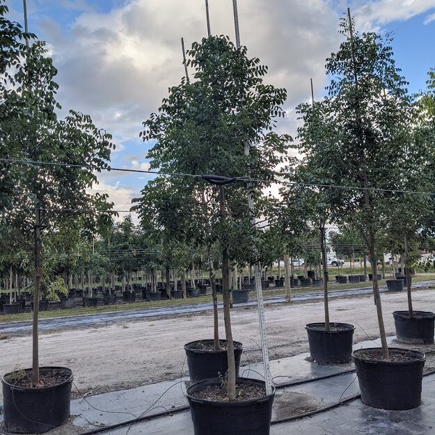 Swietenia-mahagoni-Mahogany-Tree