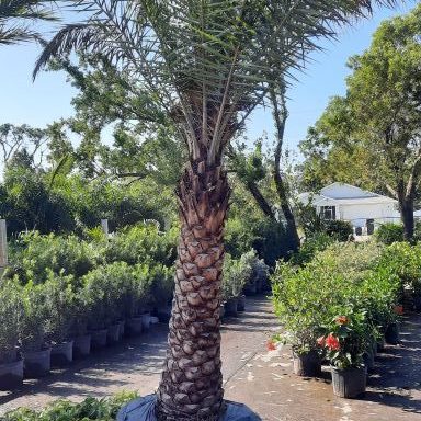 Sylvester Date Palm Install Price