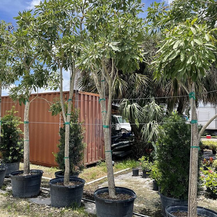Tabebuia chrysantha, Yellow Trumpet Tree