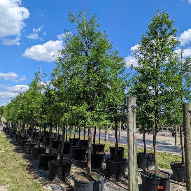 Taxodium-distichum-Bald-Cypress-1