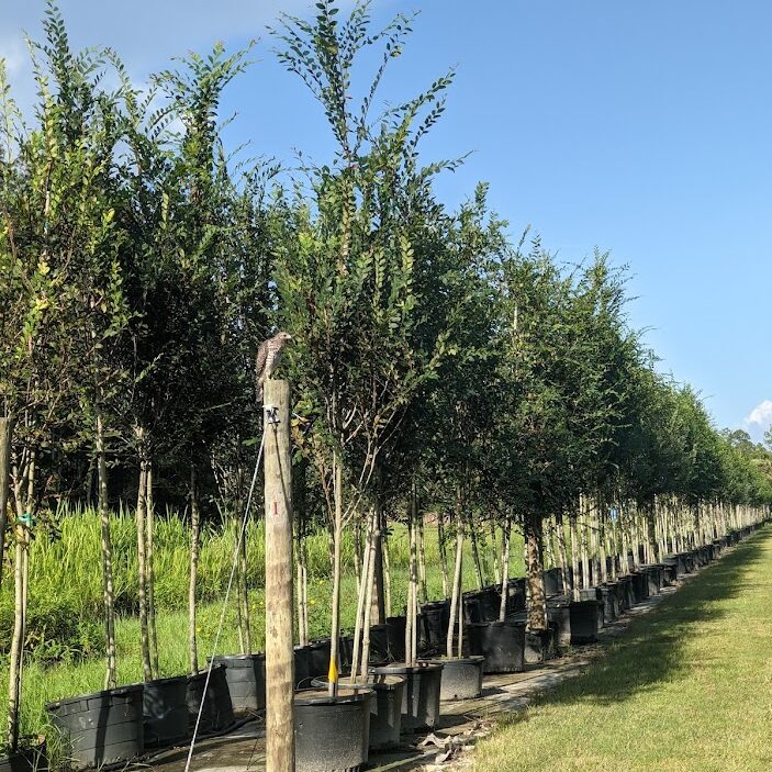 Ulmus-alata-Winged-Elm