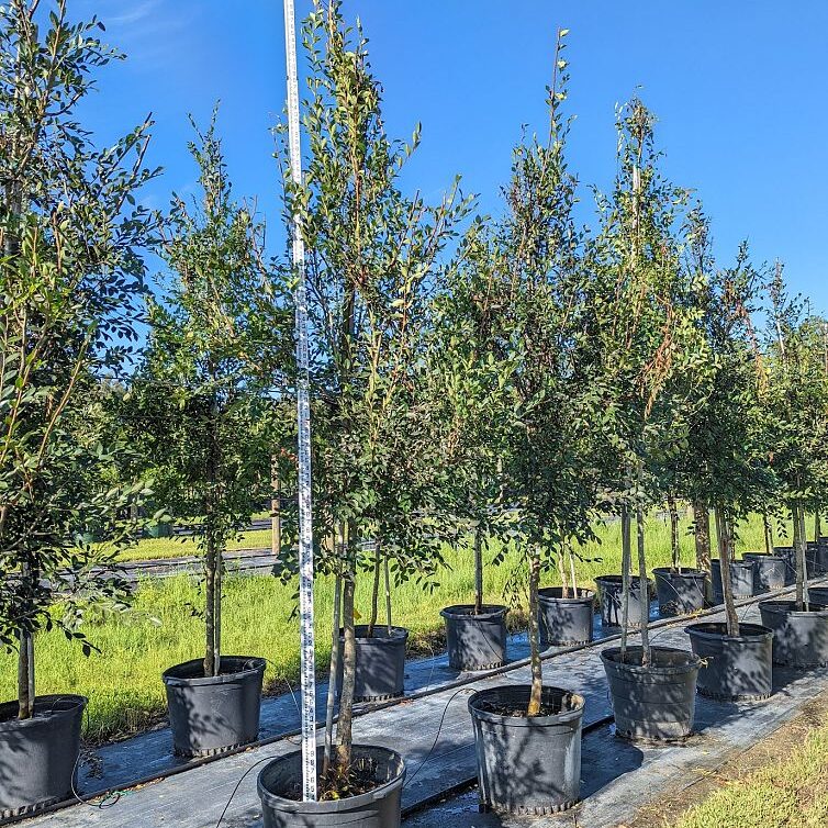 Ulmus-parvifolia-Chinese-Elm-Lacebark-Elm