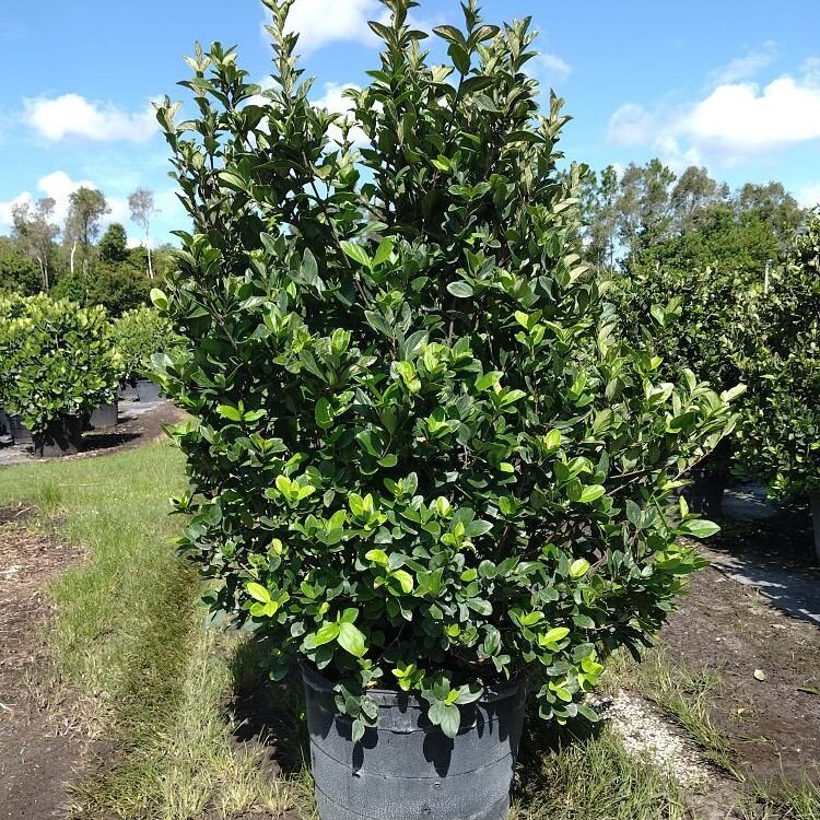 Viburnum-suspensum-Sandankwa-Viburnum