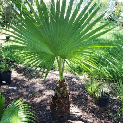 chinese fan palm