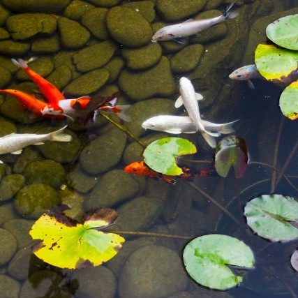 koi pond