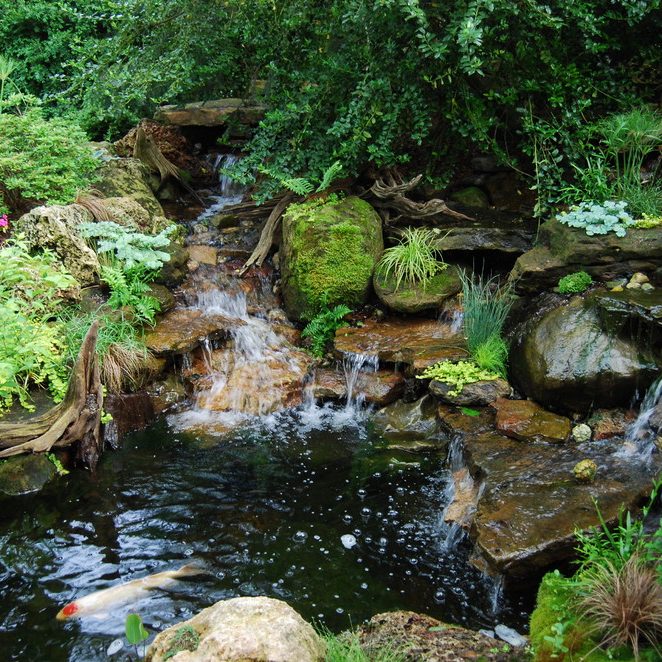 koi pond 2