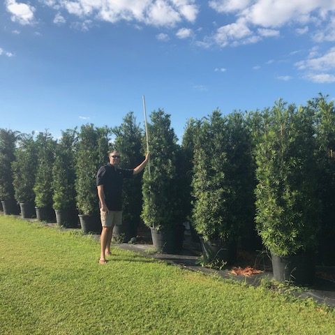 Japanese yew - podocarpus hedge for privacy