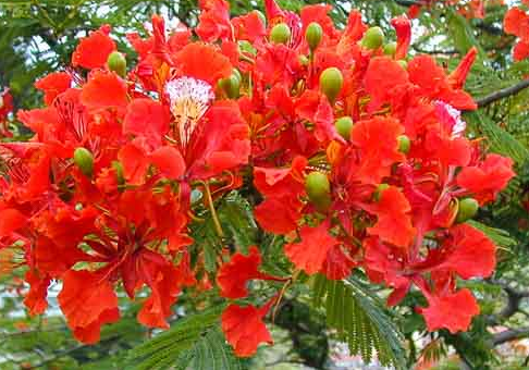 Royal Ponciana Native Florida Tree