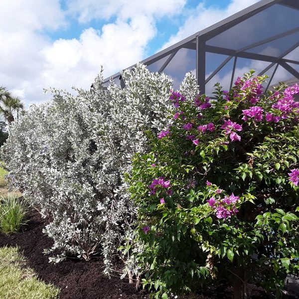 swimming pool privacy screening
