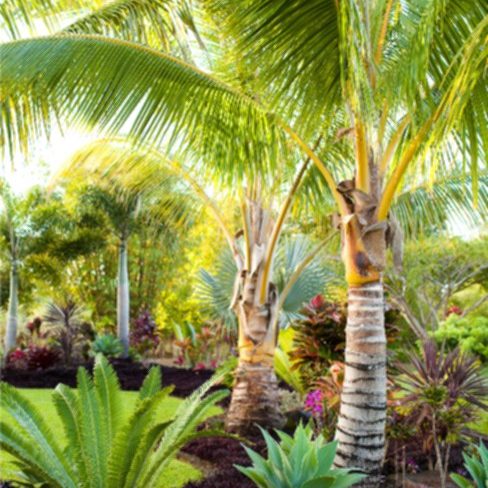 tropical garden planting